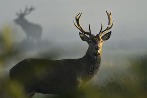 فيروس وراء نفوق ألف من الأيائل في ولاية ايداهو الأميركية