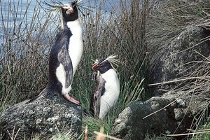 علماء يكشفون أسرار شجرة عائلة الطيور