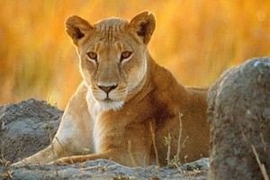 حديقة حيوان دنمركية تنوي تشريح لبوة أمام طلاب