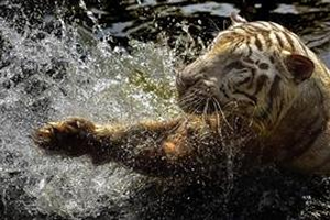 مصوّر إندونيسي يغامر بحياته أمام نمر بنغالي والنتيجة .. صور ساحرة