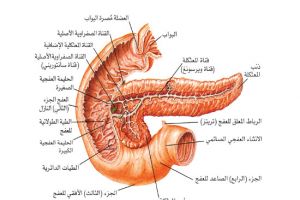 طريقة سريعة لاكتشاف سرطان البنكرياس قبل فوات الأوان؟