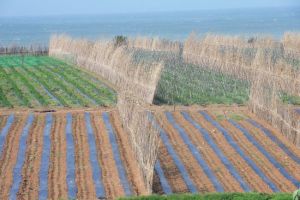 رفع الدعم عن أسعار المياه... سيناريوهات في تونس والمغرب