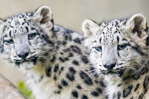 التغير المناخي 'يزيد التهديدات' لفهد الثلوج