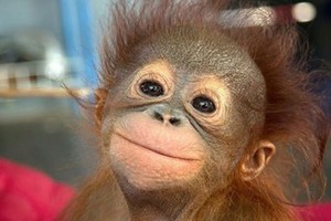 قرد يساعد الشرطة في تحديد موقع اختفاء بارون المخدرات