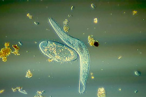 كائنات حية للتنبؤ بتغير المناخ