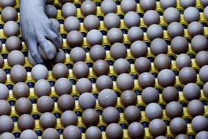 شاهد الصور... تعبئة وتغليف البيض في الصين 