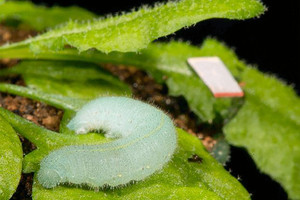 النباتات تملك #حاسة_السمع