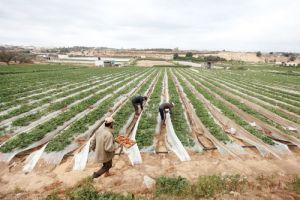المزارعون المصريون يخشون خطر الجراد المحدق
