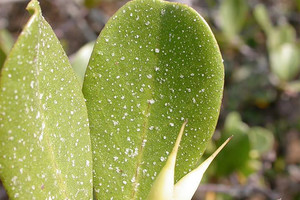 بلورات ملح على ورقة منغروف