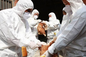 فرنسا تعلن ظهور إصابات بأنفلونزا الطيور في جنوب غرب البلاد