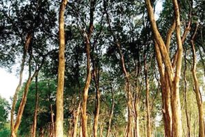 هل يسبب الشجر المزيد من المطر؟