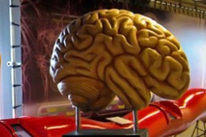 أميركي محكوم بالإقامة الجبرية لسرقته أمخاخاً من متحف