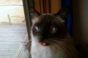 قطة حولاء تشغل مواقع التواصل الاجتماعي