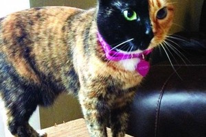 قطة بوجهين!