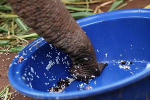 بالصور: أغلى مشروبات السياح بتايلاند... قهوة 'من فضلات الفيلة'