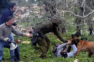 الكلاب الهولندية تنهش أجساد الفلسطينيين