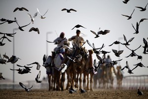 شاهد الصور... الاستعدادات لـ 'مهرجان الظفرة 2015' في أبوظبي