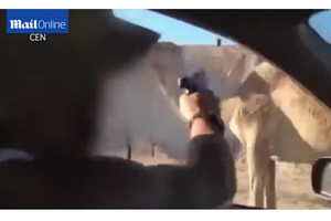 بالفيديو... جندي إسرائيلي يطلق النار على جمل من سيارته