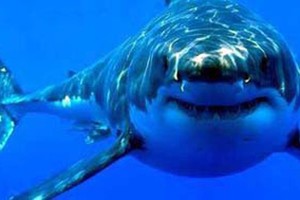 سمكة قرش تقفز على لوح تزلج راكب أمواج في شاطئ باستراليا