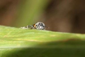 شاهد الصور ..الأمطار تنعش الحياة الفطرية في البحرين