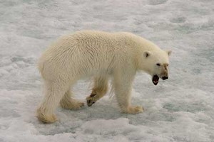 تغريم مواطن روسي  بعدما ألقى صاروخ ألعاب نارية على دب قطبي فالتهمه 