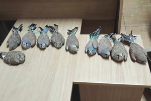 الأردن: توقيف شخص حاول بيع طيور مهددة بالانقراض إلى هواة في الخليج