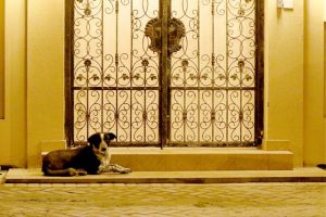 بالفيديو ... أكثر من 12 ألف كلب مشرد يبحث عن الحياة في الشوارع العامة