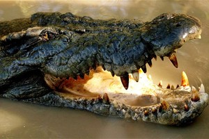 التماسيح تجتاح مدينة استرالية بعد ارتفاع منسوب مياه الفيضانات