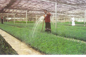 دراسة: قطر تنتج 10% من المواد الغذائية التي تستهلكها