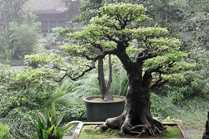 عثور على أشجار  'القزمة'