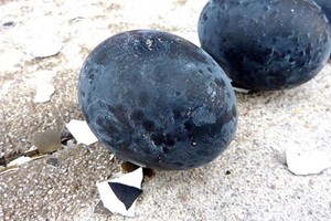 شاهد الصور...البيض الأسود يجذب السياح لليابان