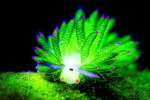 بعد أرنب البحر... خروف البحر أظرف المخلوقات البحرية!