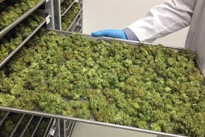 ولاية نيويورك تفتح أول صيدلية لبيع الماريوانا الطبية