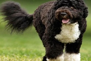 اعتقال مسلح خطط لاختطاف 'بو' كلب الرئيس أوباما