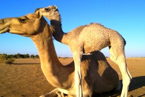 مؤتمر عالمي للأمراض المعدية يناقش «كورونا» وعلاقتها بالإبل‎