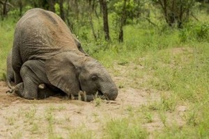 بالصور... غابة الحيوانات المخمورة يزورها 300 ألف سائح حول العالم