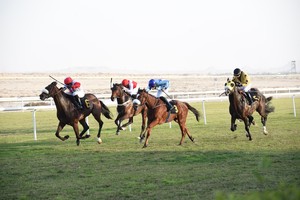 72 جوادا يتنافسون على كؤوس ناصر بن حمد في السباق (11) للخيل
