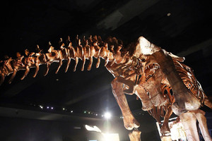 متحف في نيويورك يعرض أكبر هيكل عظمي لديناصور