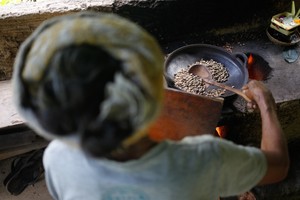 بالصور:مزارع حصد وتحميص البن في جزيرة  بالي
