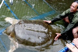 حداد في فيتنام لنفوق سلحفاة مائية شهيرة... والمتحف الوطني ينتظرها