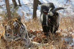 روسيا تسجل النمر آمور والتيس تيمور ماركة تجارية
