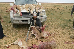 جريمة صيد الغزلان في الأردن
