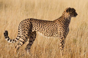 وفاة أسرع حيوان ثدي بري في العالم عن 15 عاما في أوهايو