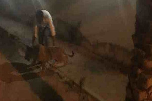 شرطة دبي تقبض على أسد هارب