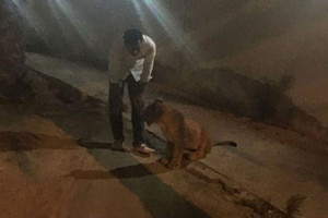 أسد يتجول في شوارع دبي