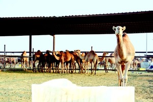 السعودية.. جدة: «الزراعة» تحظر الإبل بعد إصابة جزار بـ«كورونا»   