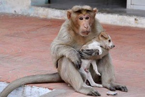 بالصور... قرد هندي يتبنى جروا يطعمه ويحميه 