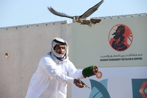 الصقار علي المري بطلا للشواهين والفارس فهد النعيمي بطلا للسباق الثالث للخيل العربية الأصيلة