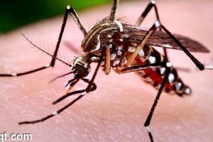 'زيكا'... رعب من لدغة بعوضة
