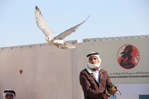 الصقار المري بطلا للجيرات الفئة الأولى... والهاجري للفئة الثانية